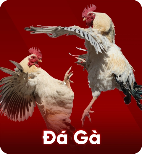 Trận đấu Đá Gà trực tuyến tại VT88.cx – Cá cược gay cấn, thắng lớn mỗi ngày