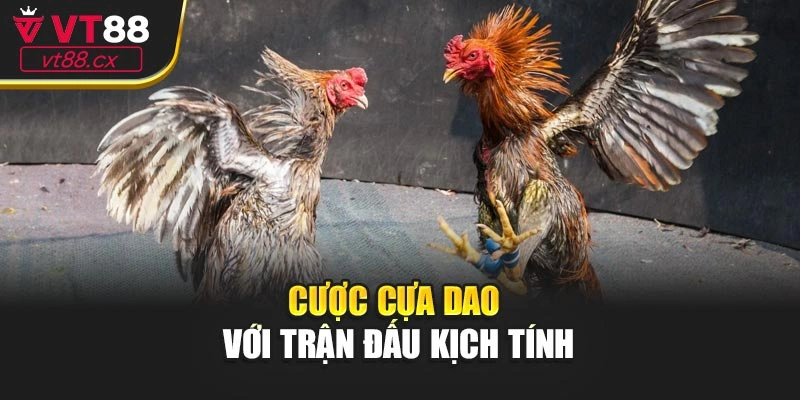 Cược cựa dao với trận đấu kịch tính