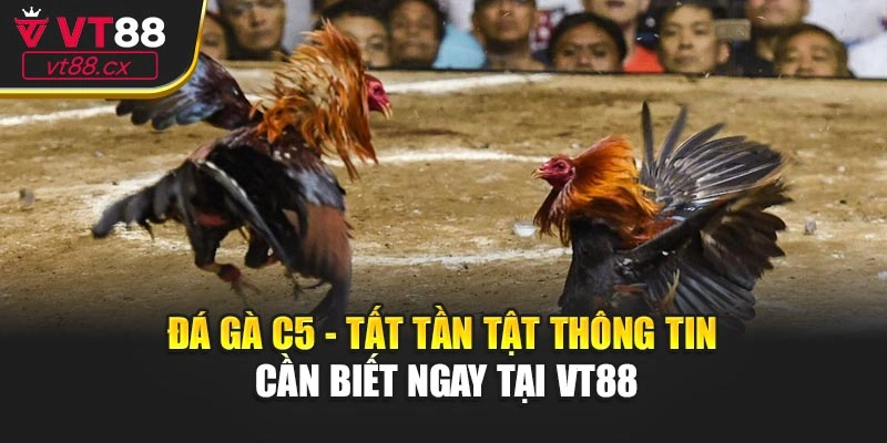Đá Gà C5 - Tất Tần Tật Thông Tin Cần Biết Ngay Tại VT88