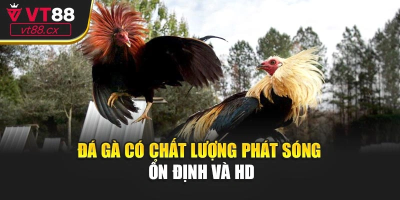 Đá gà có chất lượng phát sóng ổn định và HD