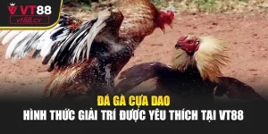 Đá Gà Cựa Dao - Hình Thức Giải Trí Được Yêu Thích Tại VT88