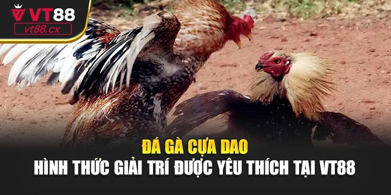 Đá Gà Cựa Dao - Hình Thức Giải Trí Được Yêu Thích Tại VT88