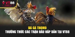 Đá Gà Thomo - Thưởng Thức Các Trận Đấu Hấp Dẫn Tại VT88