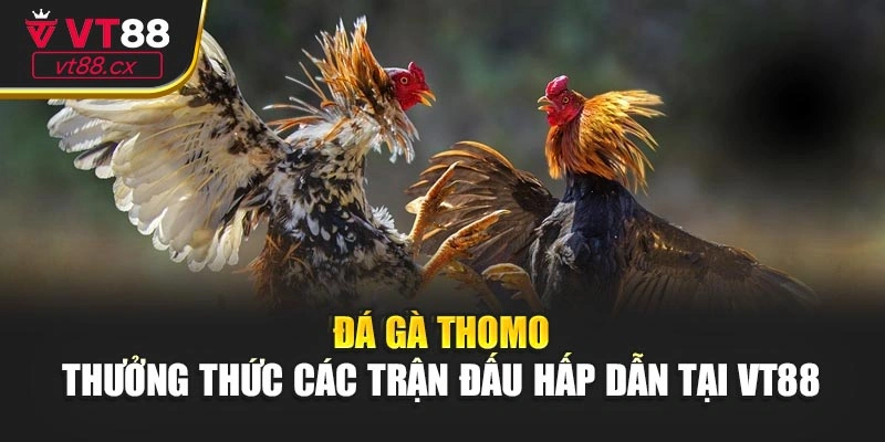Đá Gà Thomo - Thưởng Thức Các Trận Đấu Hấp Dẫn Tại VT88