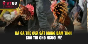 Đá Gà Tre Cựa Sắt Mang Đậm Tính Giải Trí Cho Người Mê