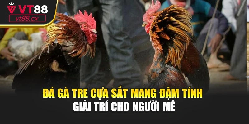 Đá Gà Tre Cựa Sắt Mang Đậm Tính Giải Trí Cho Người Mê