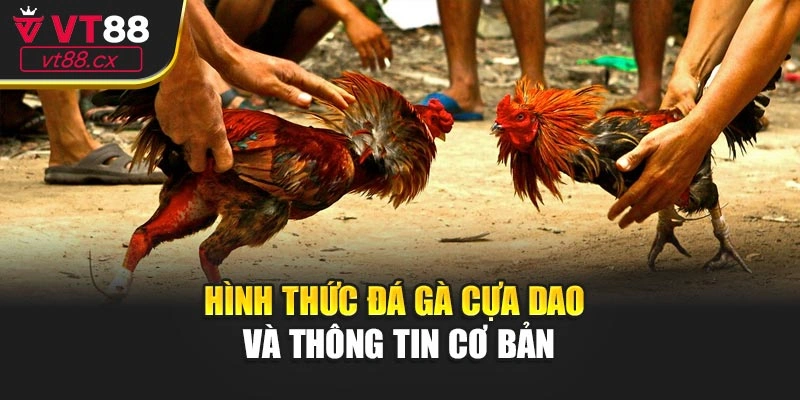 Hình thức đá gà cựa dao và thông tin cơ bản