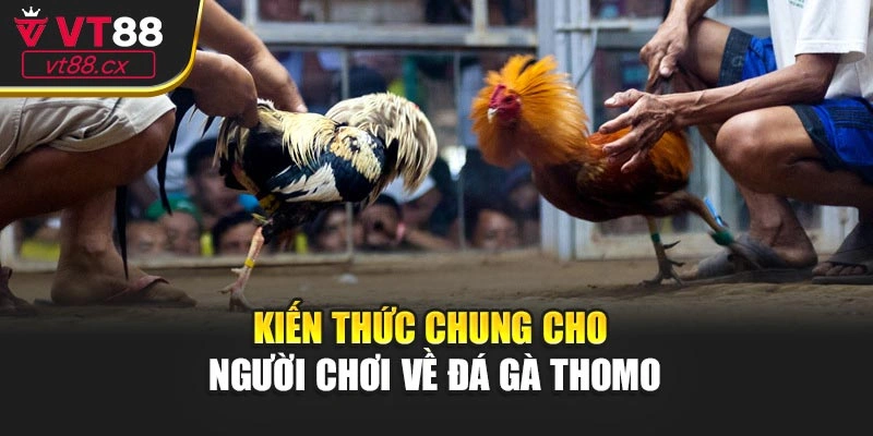 Kiến thức chung cho người chơi về đá gà Thomo