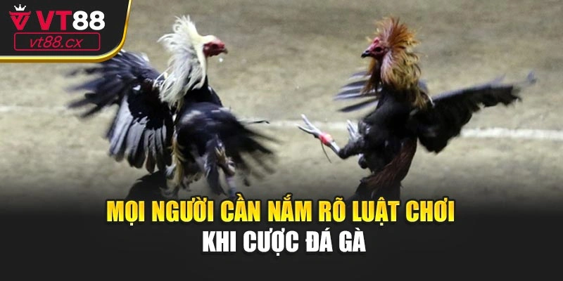 Mọi người cần nắm rõ luật chơi khi cược đá gà