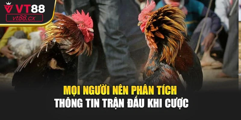 Mọi người nên phân tích thông tin trận đấu khi cược