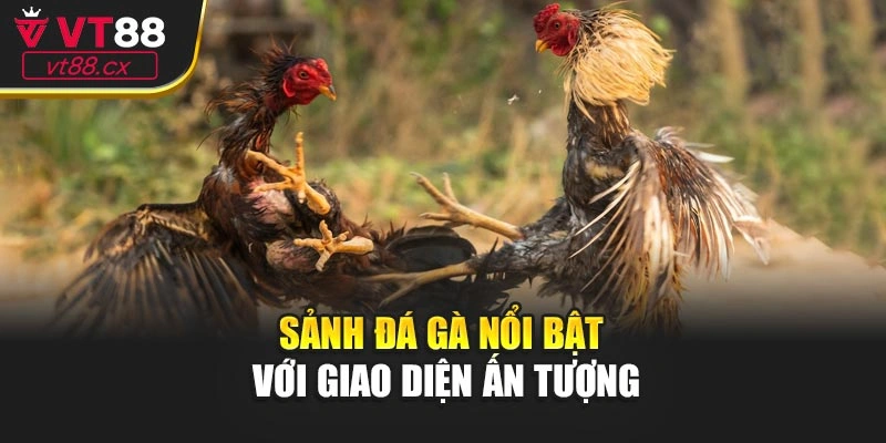 Sảnh đá gà nổi bật với giao diện ấn tượng