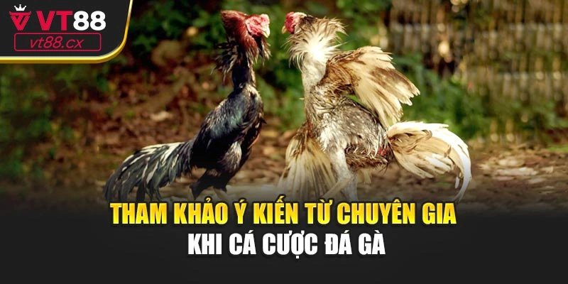 Tham khảo ý kiến từ chuyên gia khi cá cược đá gà