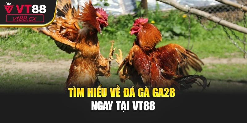 Tìm hiểu về đá gà GA28 ngay tại VT88