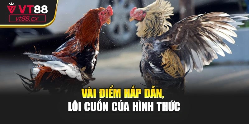 Vài điều về loại hình đá gà tre cựa sắt